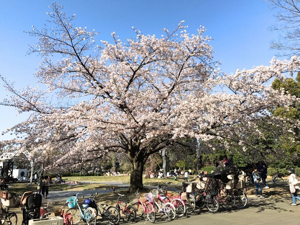 🌸北浦和公園の桜が満開になりました🌸